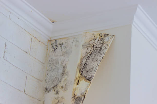 Best Water damage restoration cost  in USA